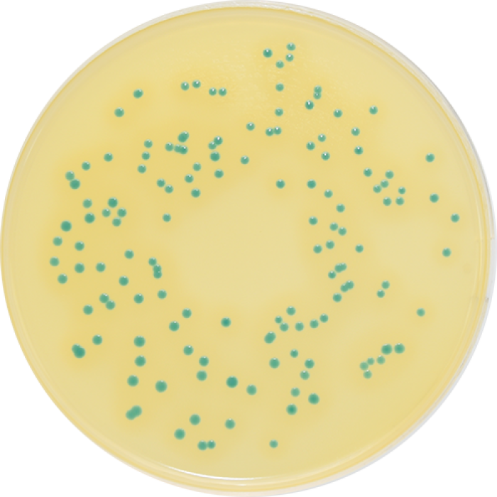 Colorex Listeria (ISO)